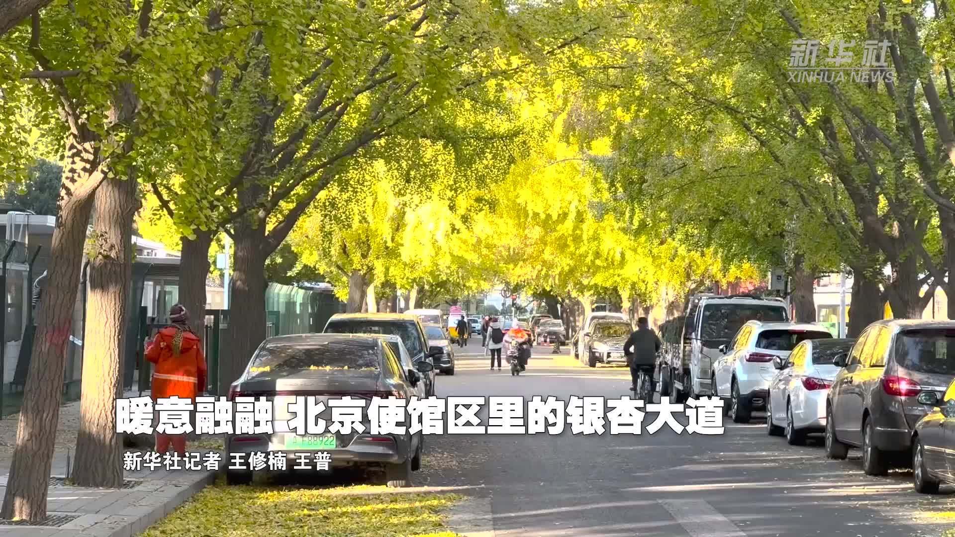 暖意融融 北京使馆区里的银杏大道