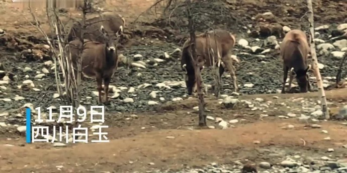 四川白玉成群白唇鹿下山觅食，民警巡逻偶遇