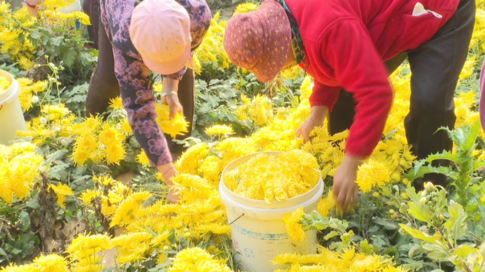 石家庄市鹿泉区：皇菊花开“黄金”来