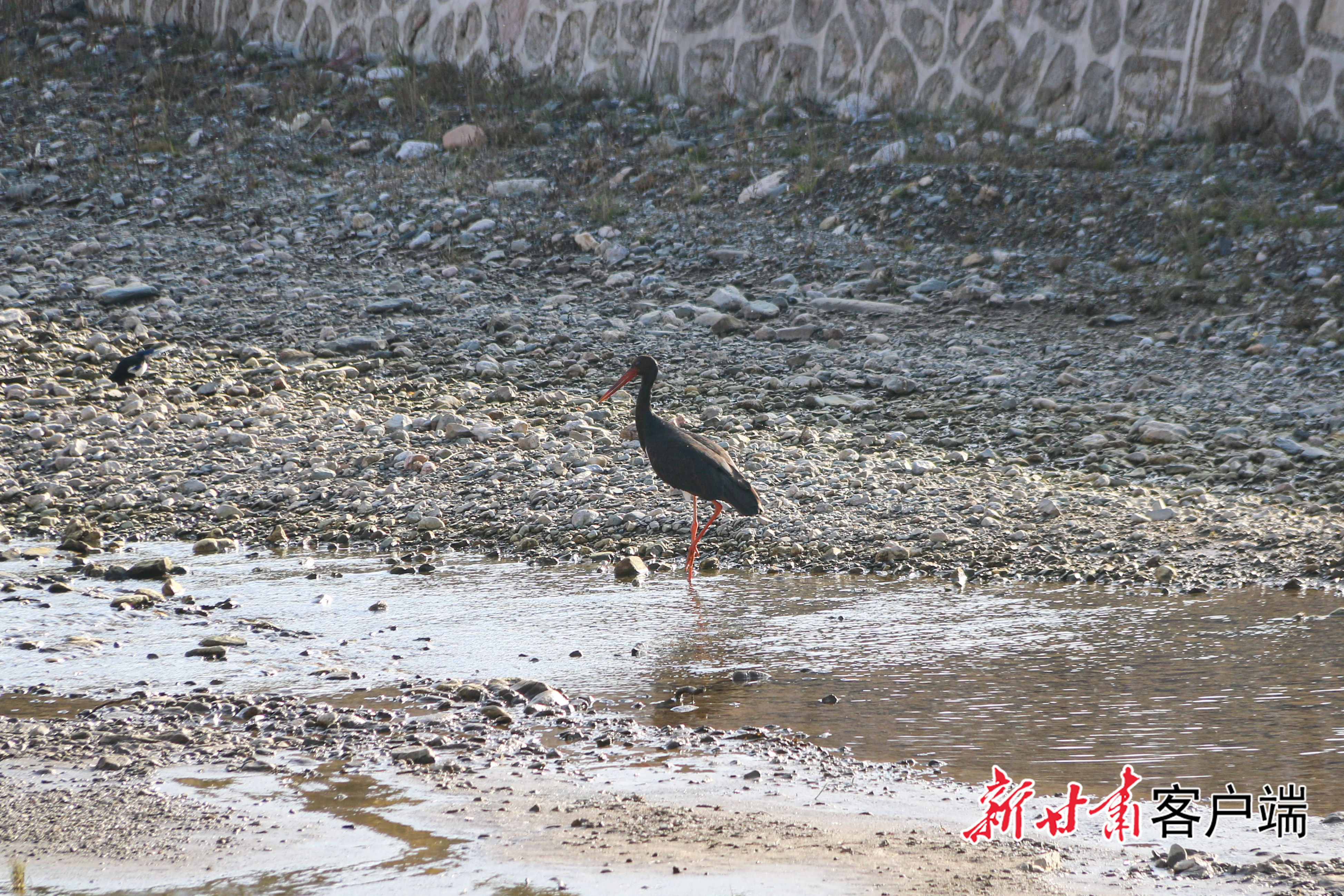 工作人员拍摄到的黑鹳影像　图片均由新甘肃&middot;甘肃日报通讯员　陈世豪　摄