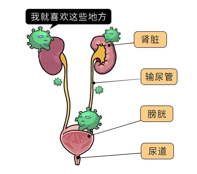 尿频尿急 当心尿路感染 哪些人容易发生?凤凰网陕西