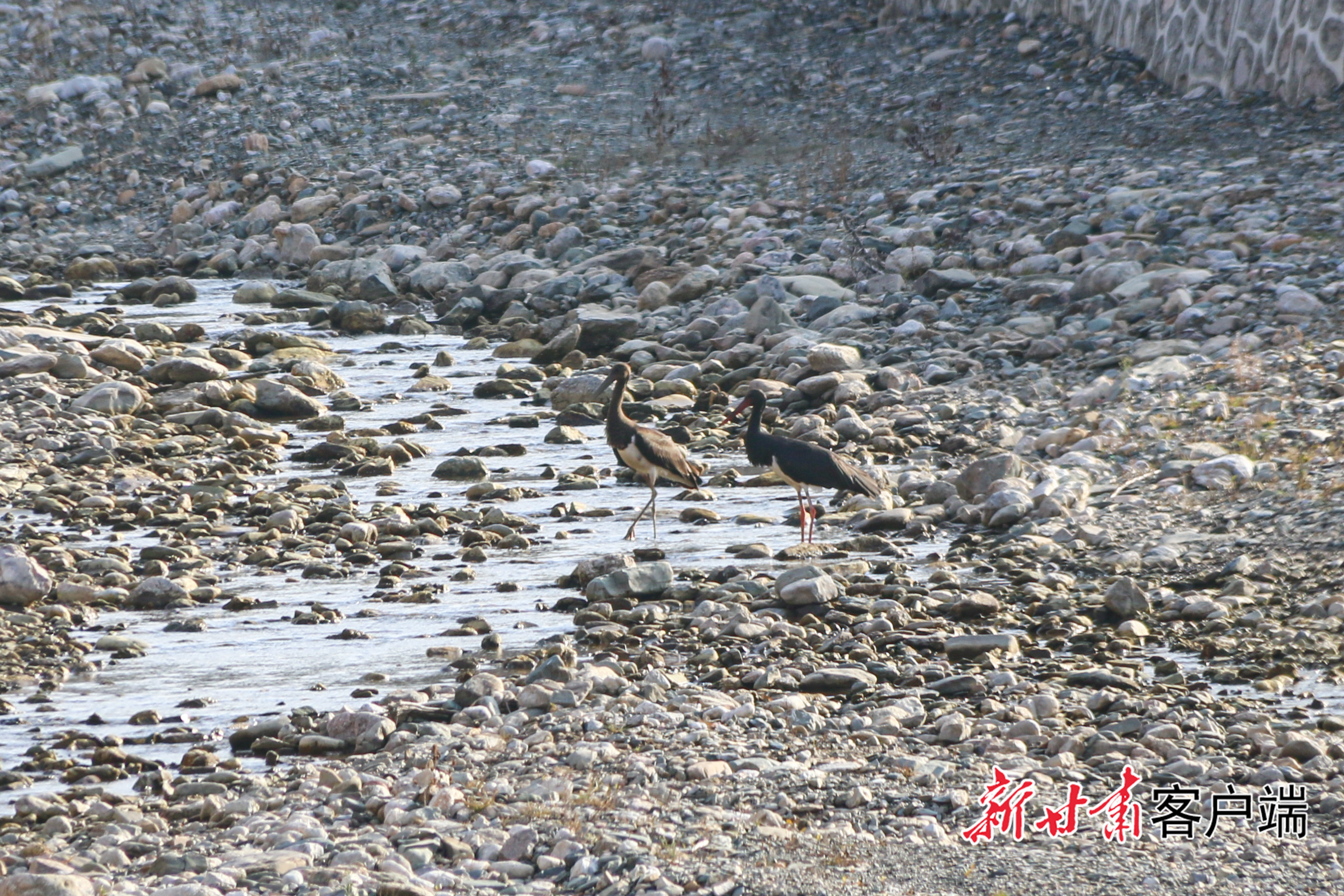 两只黑鹳在太子山保护区溪流边觅食