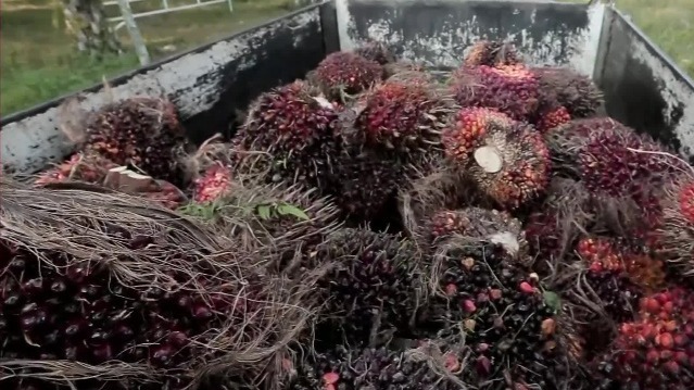 在马来西亚政府和客家人的共同努力下,油棕成为马来西亚的主要经济