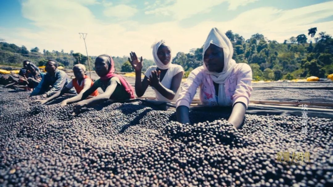 埃塞近20%人口的生活依赖咖啡产业，中国贸易商为当地人创造许多就业机会