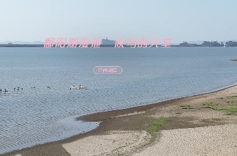 江西湖口县：鄱阳湖湿地 候鸟的天堂