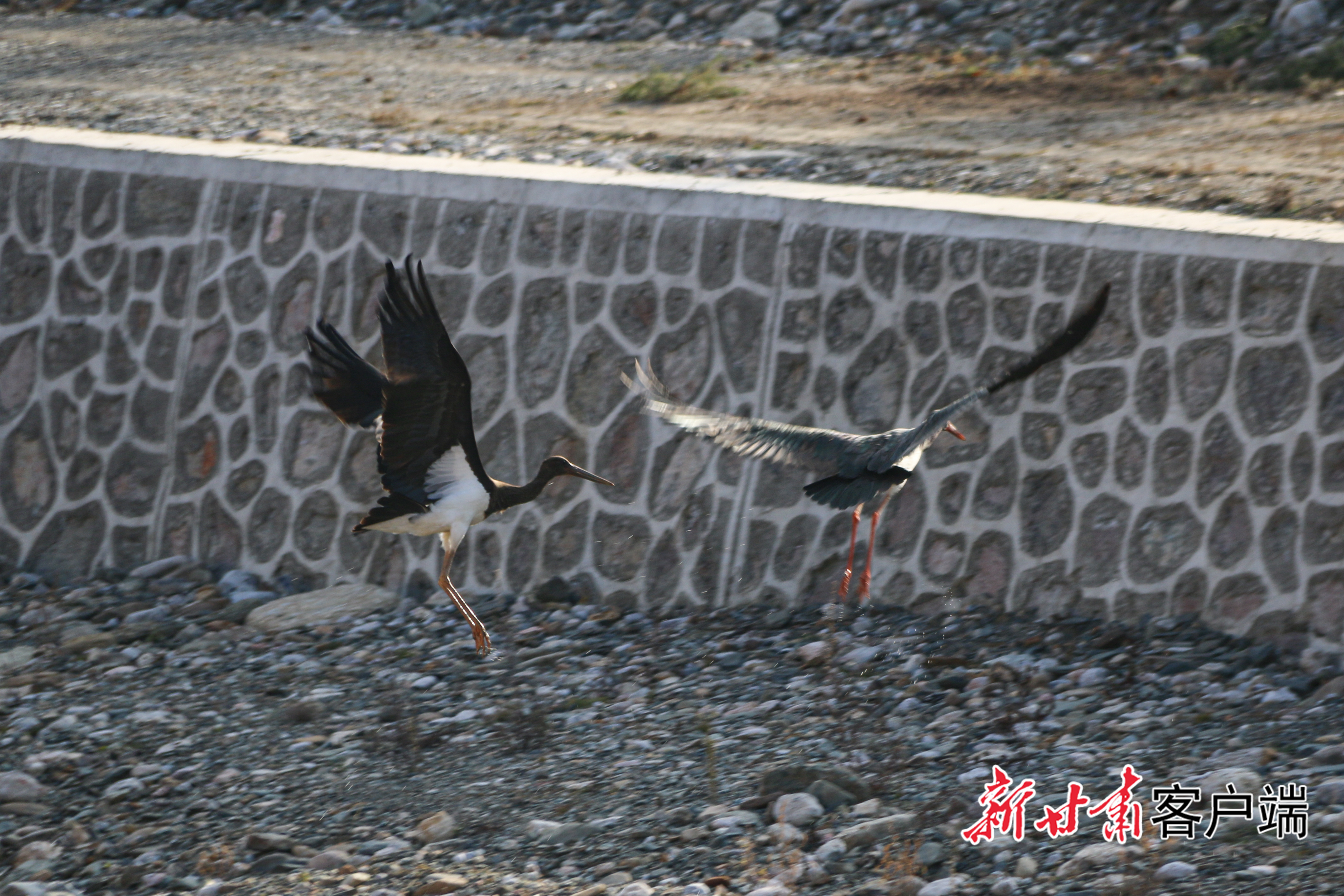 工作人员拍摄到的黑鹳影像