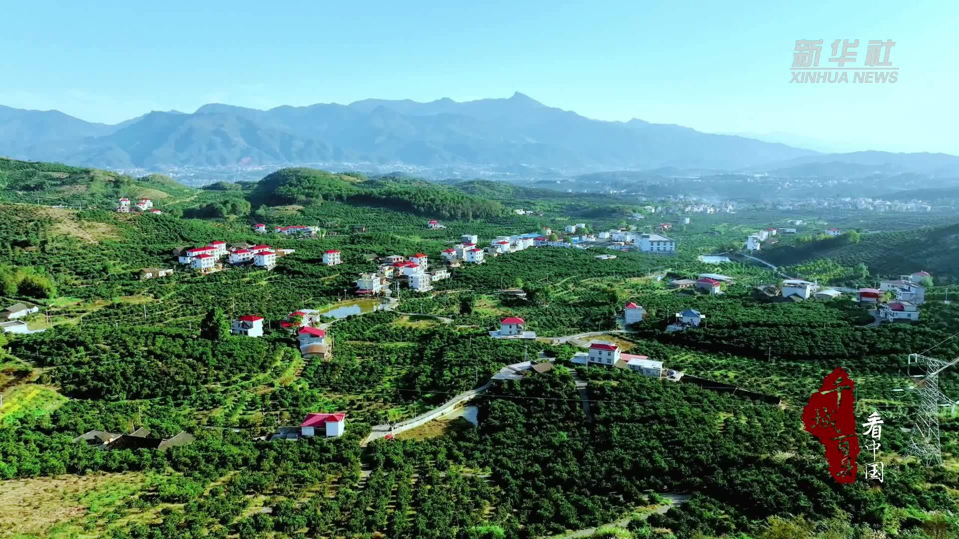 千城百县看中国｜湖南新宁：脐橙飘香