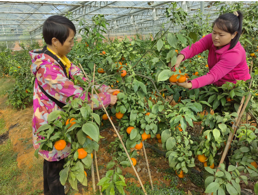 进贤县钟陵乡:做好富硒特色 助力乡村振兴