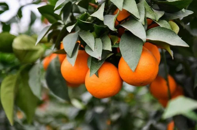 进贤县钟陵乡:做好富硒特色 助力乡村振兴