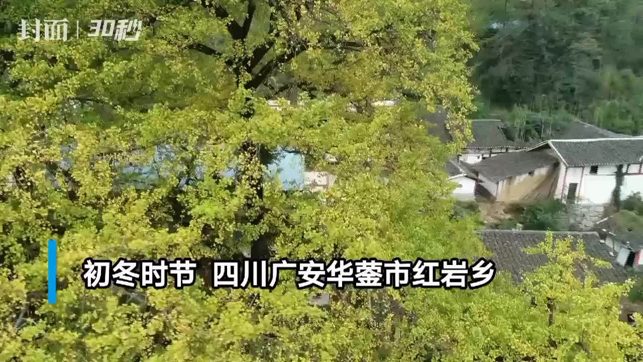 30秒丨华蓥山“夫妻银杏树”树叶次第泛黄，游客纷至沓来