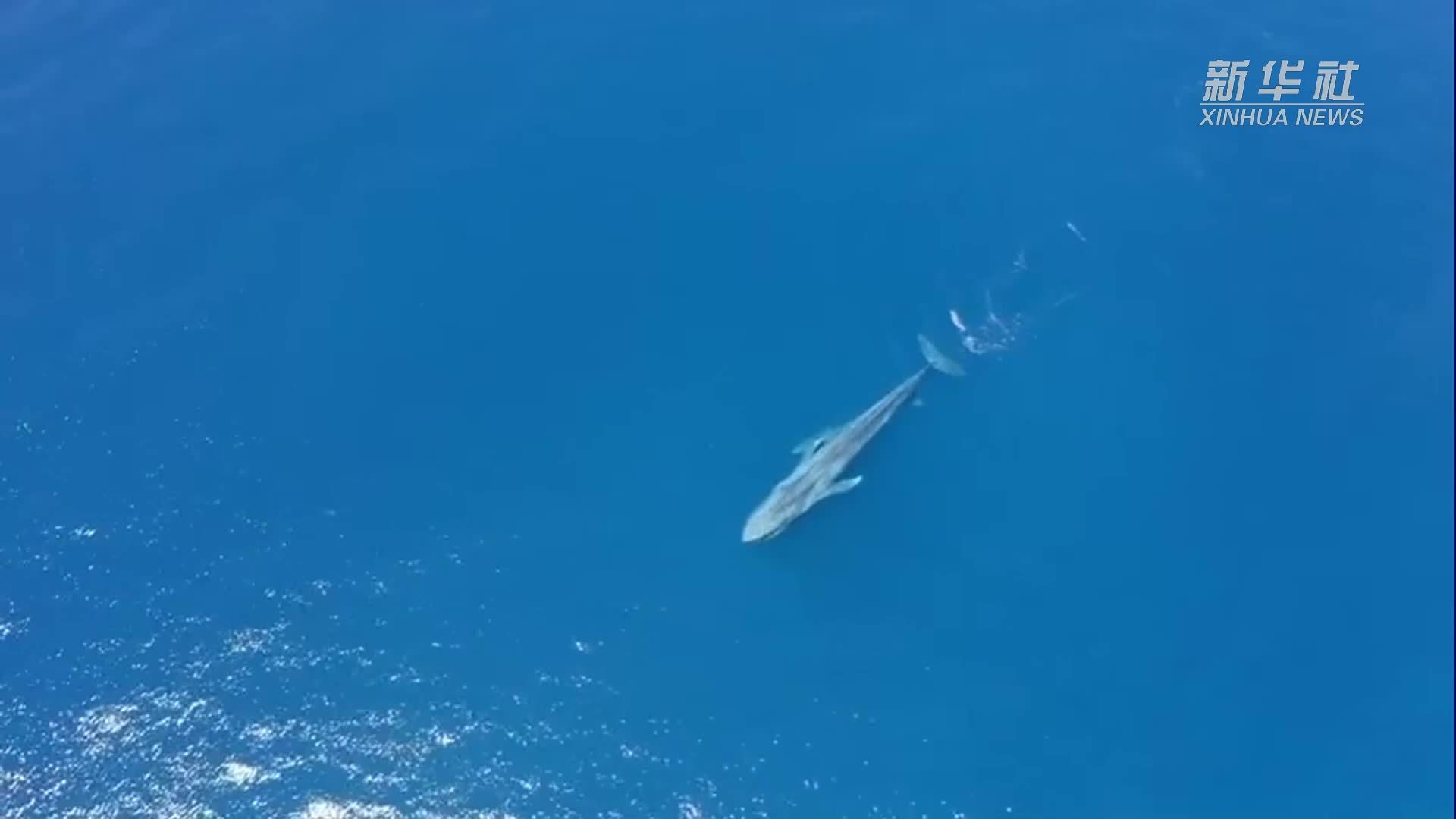 澳大利亚专家说气候变化影响侏儒蓝鲸迁徙