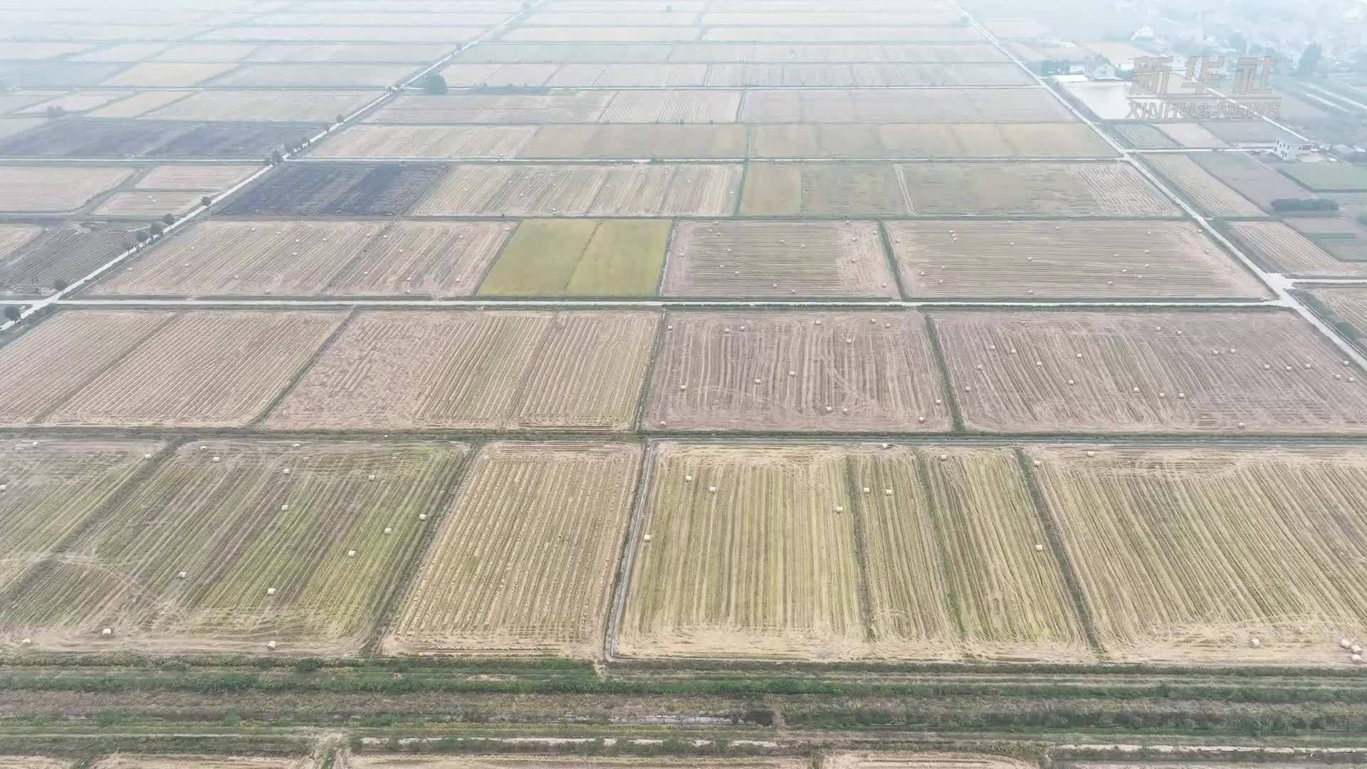 湖南常德：秸秆三用助力绿色发展