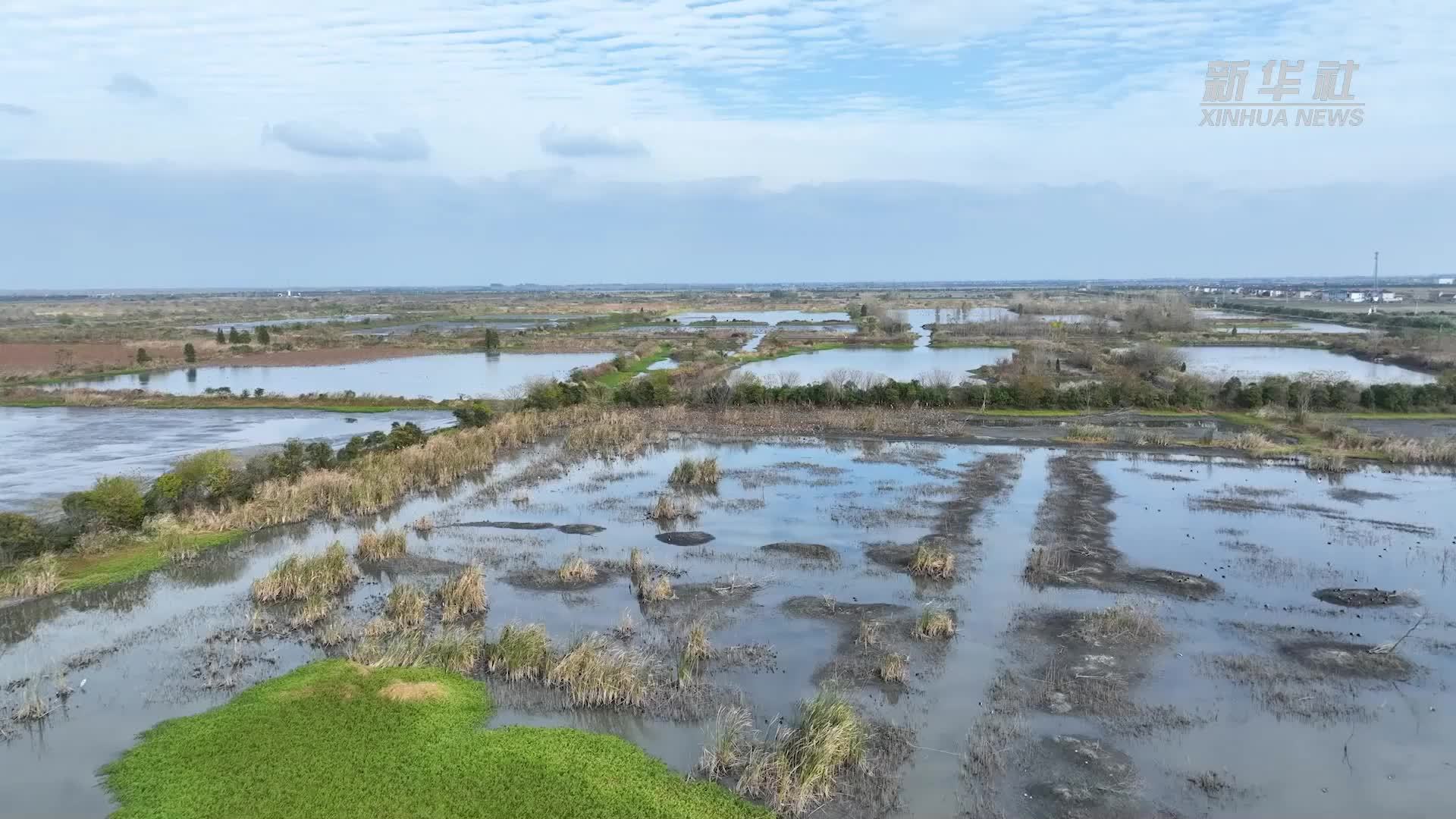 江苏兴化:“鸟界国宝”东方白鹳飞抵湿地越冬_凤凰网视频_凤凰网