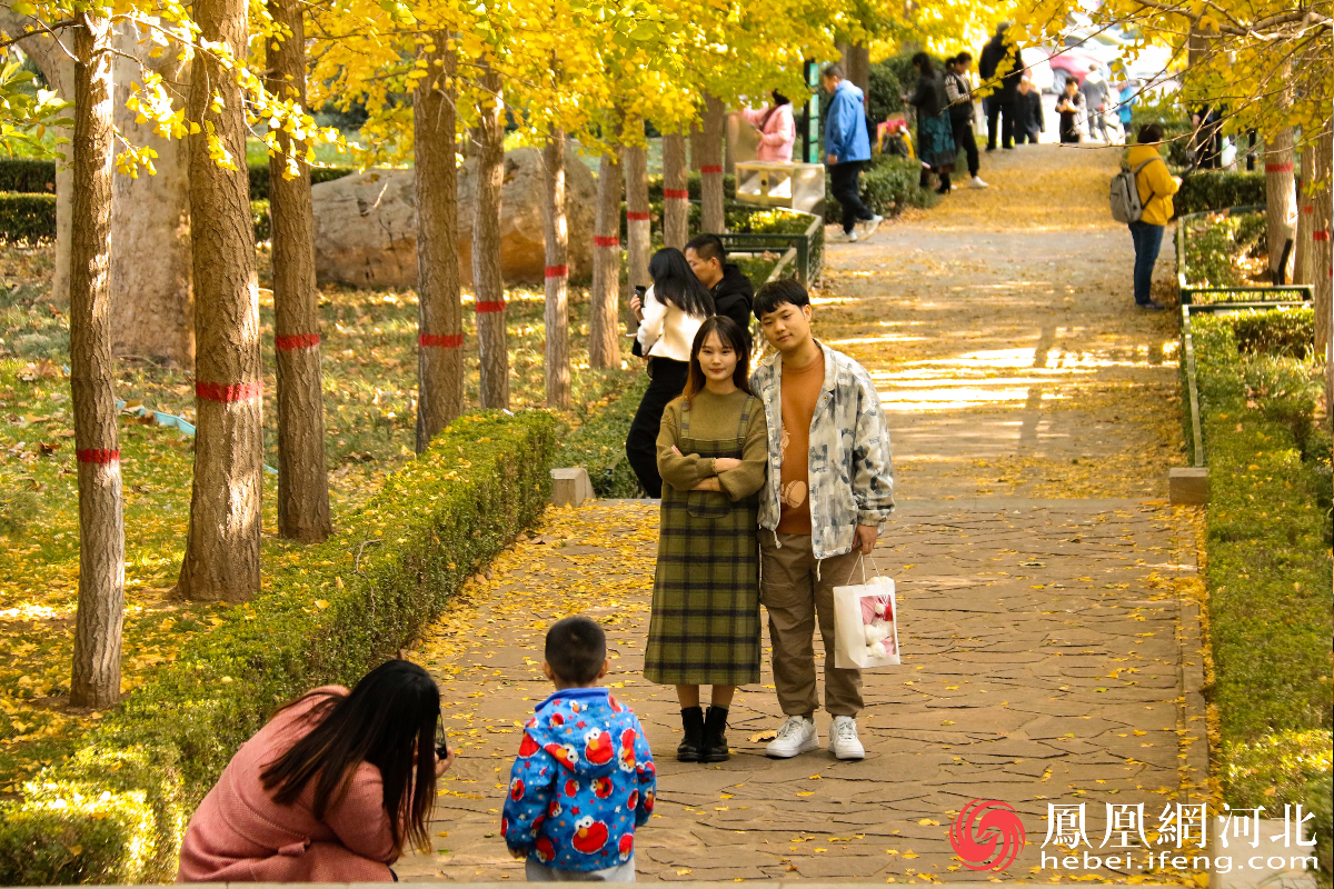 市民在银杏林下甜蜜合影。