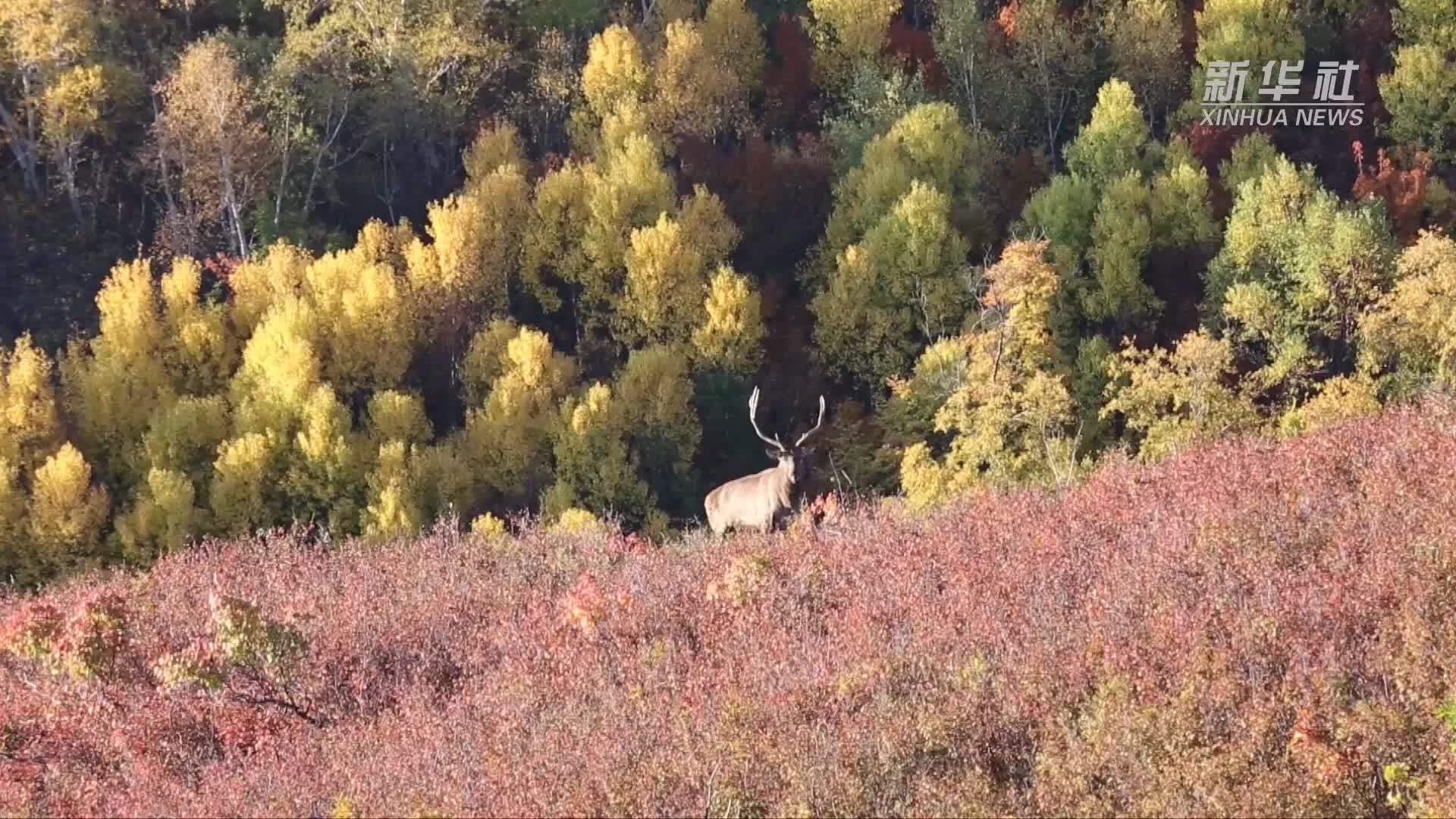 生态向好 成群野生马鹿现身内蒙古赤峰市