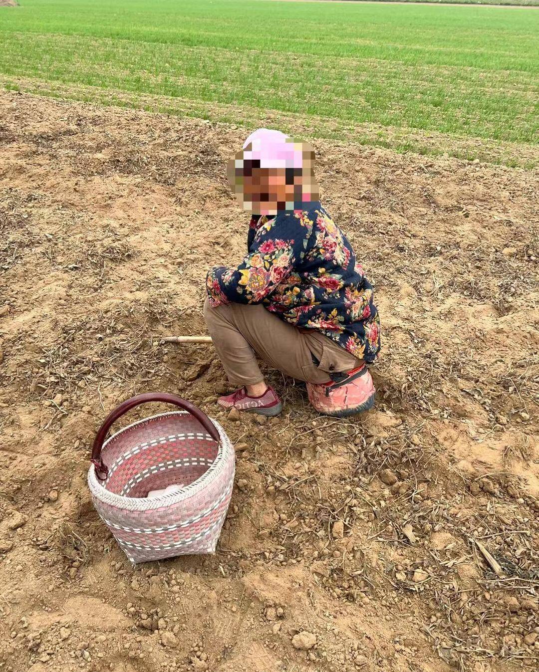 ▲在李庄村外一白术种植地里,一位大妈正装备齐全地捡拾剩余的白术