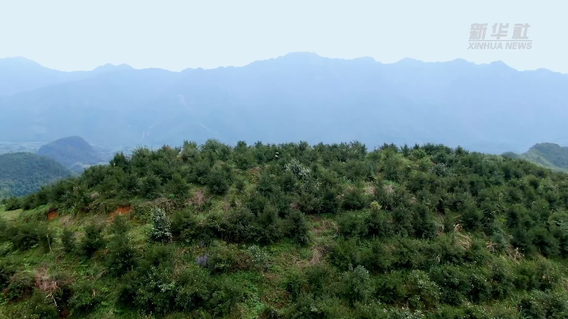 荒山变油田