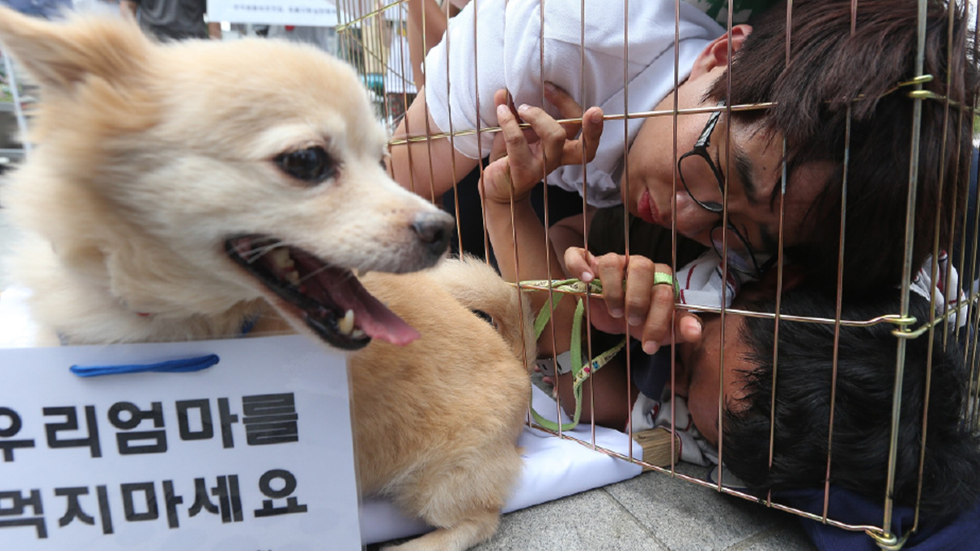 韩国年内将立法禁食狗肉从2027年正式开始实施