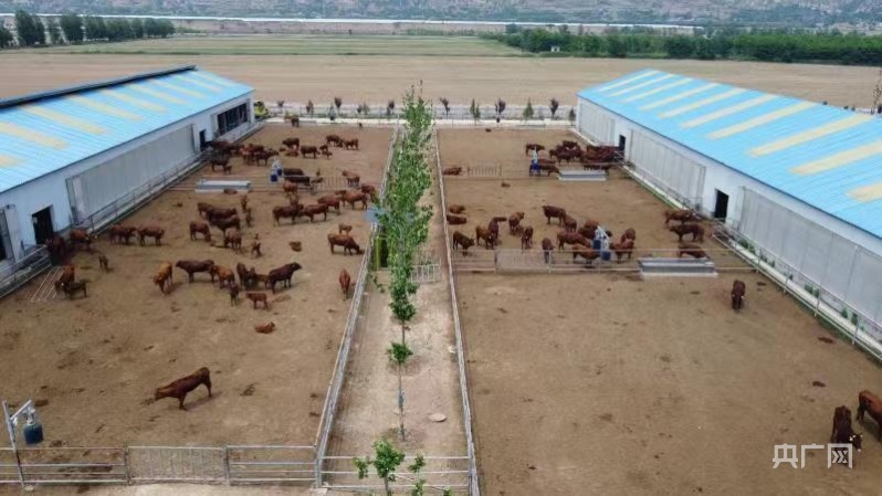 中国农科院西部肉牛种质创新基地一角（央广网发　平凉红牛研究院供图）