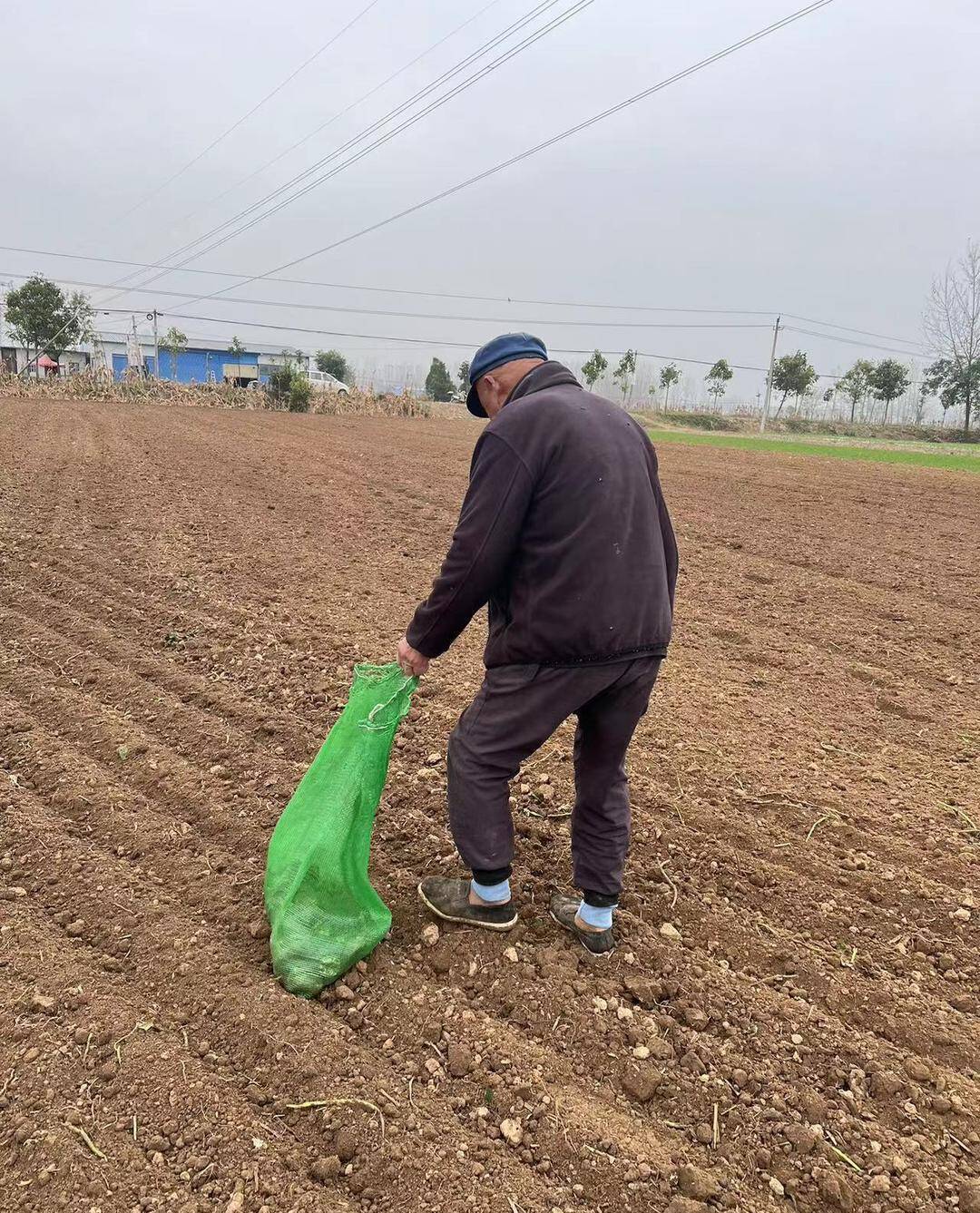 ▲在冯塘乡一些已经完成秋收的田地里,仍有老人在地里进行捡拾