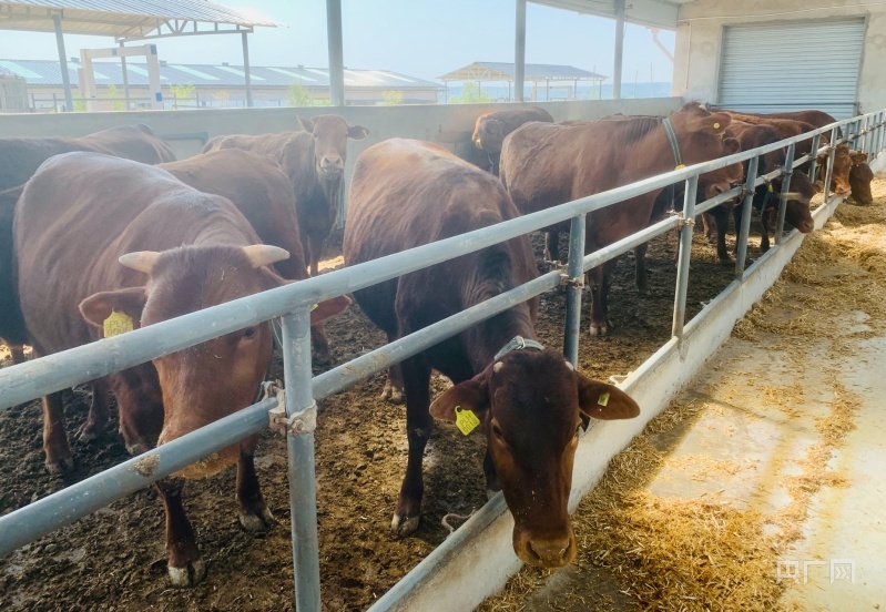 泾川县平凉红牛标准化核心繁育场一角（央广网记者　李红军　摄）