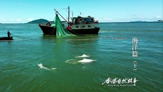 中华白海豚跟在渔船后方等待“漏网之鱼”，却也增加了被渔网缠绕的风险