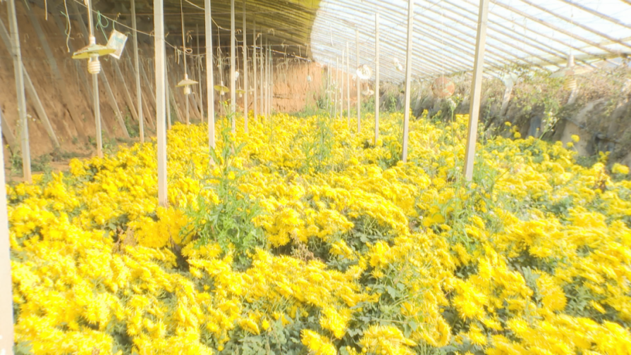 石家庄市鹿泉区：皇菊花开“黄金”来