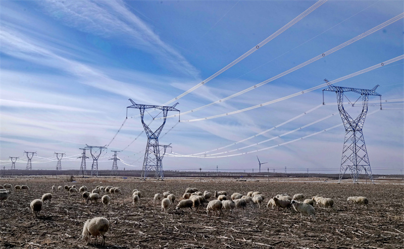 11月10日，一群羊在河北省康保县丹清河乡境内的张北至胜利双回1000千伏特高压线路工程冀北段建设工地附近觅食。