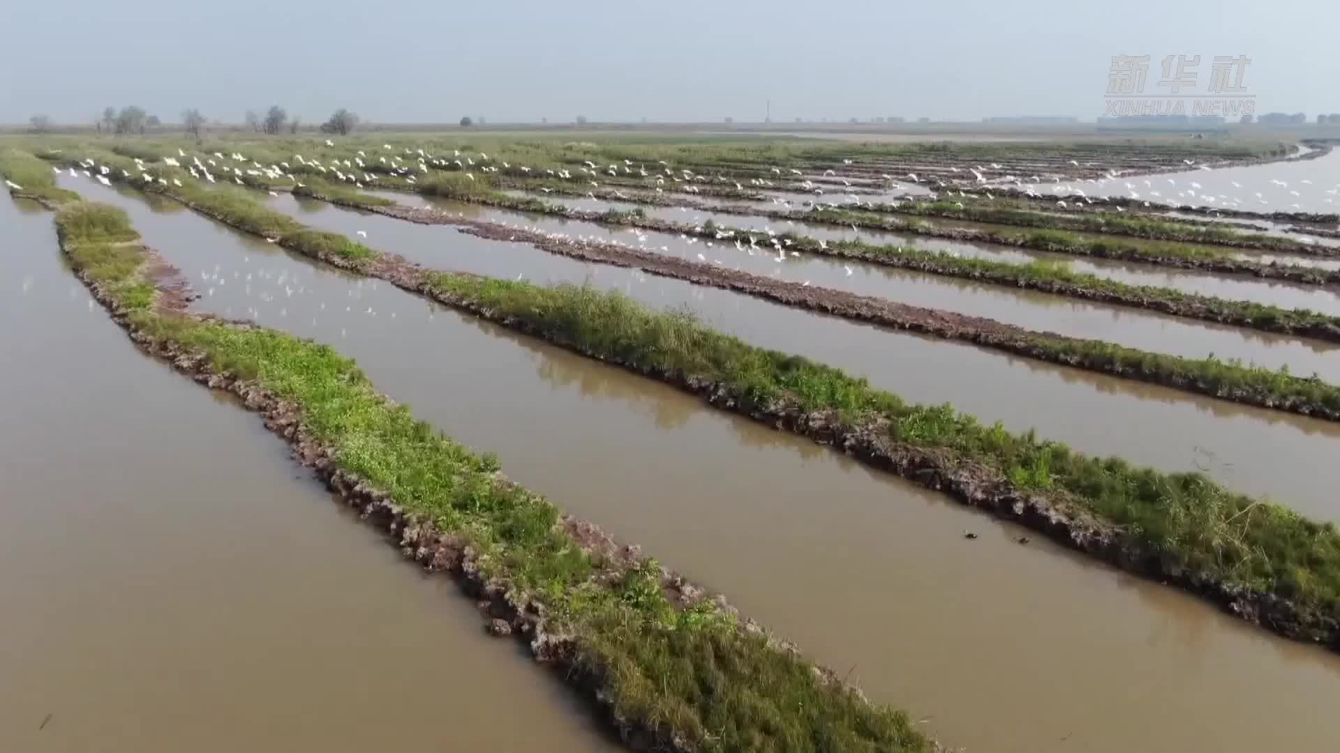 生态“筑巢”南洞庭湖成为候鸟的乐园