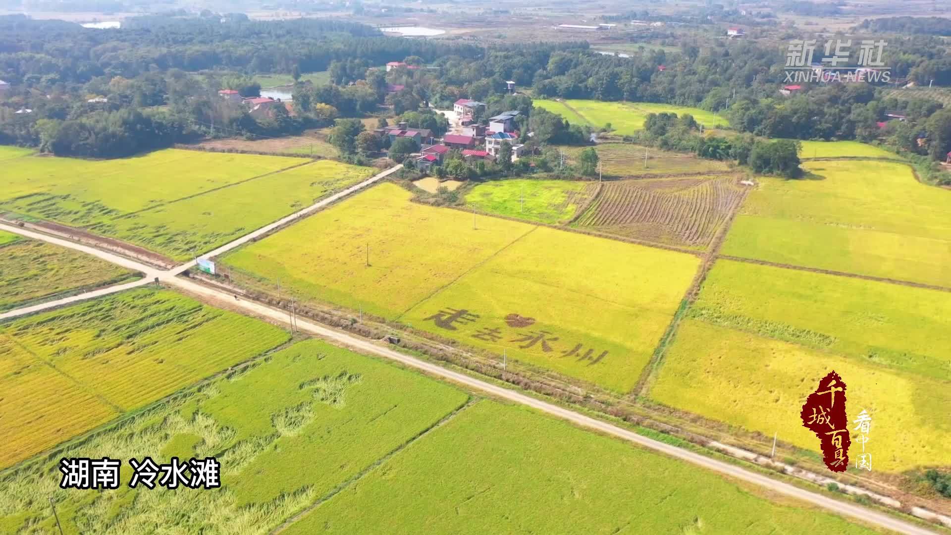 千城百县看中国｜湖南冷水滩：风吹稻浪景如画