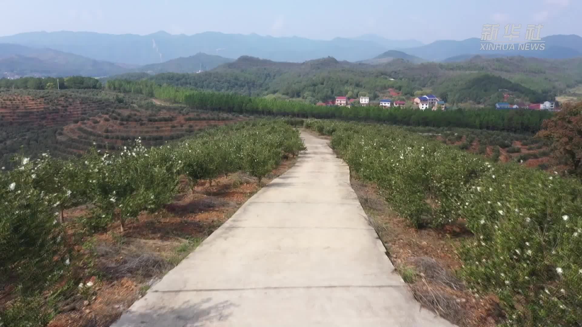 湖南茶陵：油茶花开兆丰年