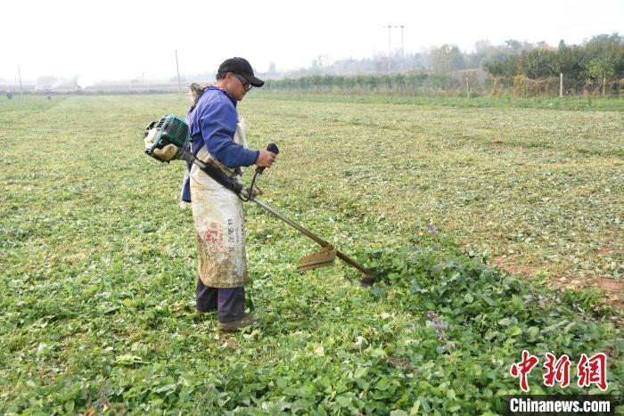 图为渑池县张村镇丹参苗培育基地，工人正在修剪丹参苗叶。王宇摄