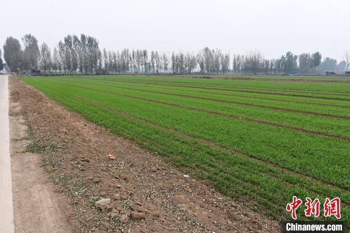 11月15日，河北省涿州市豆庄镇找王村绿油油的麦田一望无际。中新网记者 翟羽佳 摄