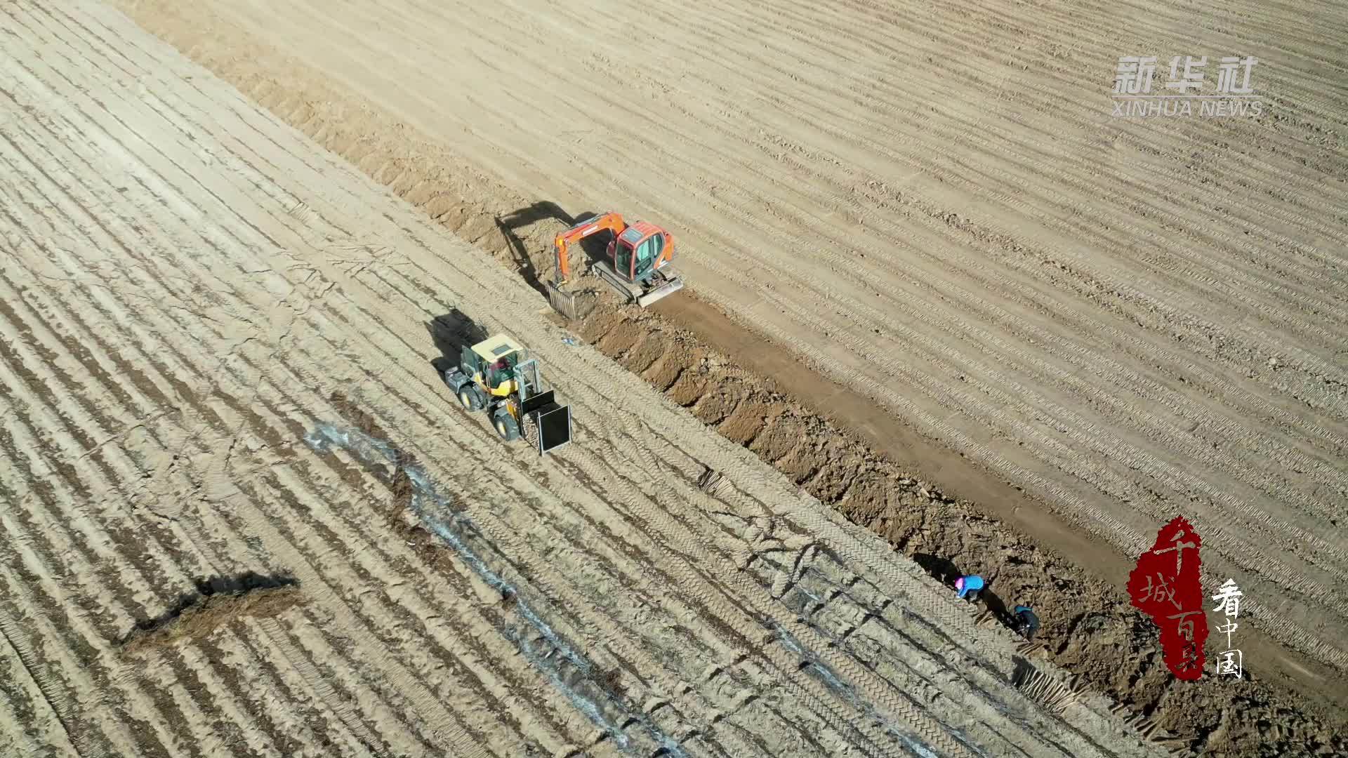 千城百县看中国｜内蒙古：“白玉”长山药喜获丰收
