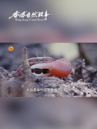 朋友，你的胳膊肿了么？——一般动物胳膊腿的都是对称生长，而它偏偏不一样，一只小臂用来吃泥巴，而另一只大臂没事就摇来晃去，要不说它是“显眼包”！原来这根大臂是它守卫领地的武器，又是它勾引雌蟹的法宝，那谁