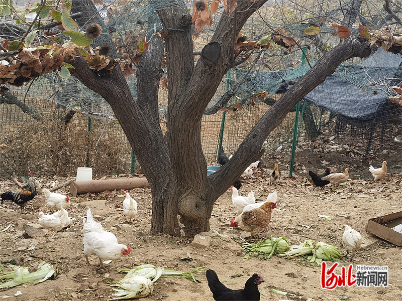 11月15日，宽城塌山乡北场村，承德神栗食品股份有限公司有机板栗基地。该公司在板栗树下养殖母鸡，发展立体种养的生态农业生产模式。 河北日报记者 李冬云摄