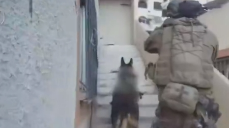 以军曝加沙巷战新视频：军犬戴摄像头为步兵开路