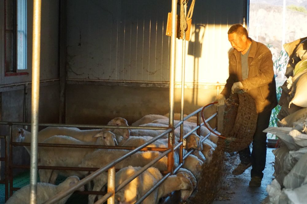 10月31日,曲子镇西沟村村民王勇在喂羊。新华社记者 贾钊 摄