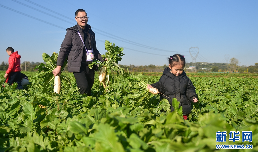 11月18日，河南省洛阳市涧西区辛店街道办事处柳行社区蔬菜种植基地，市民在采收萝卜。