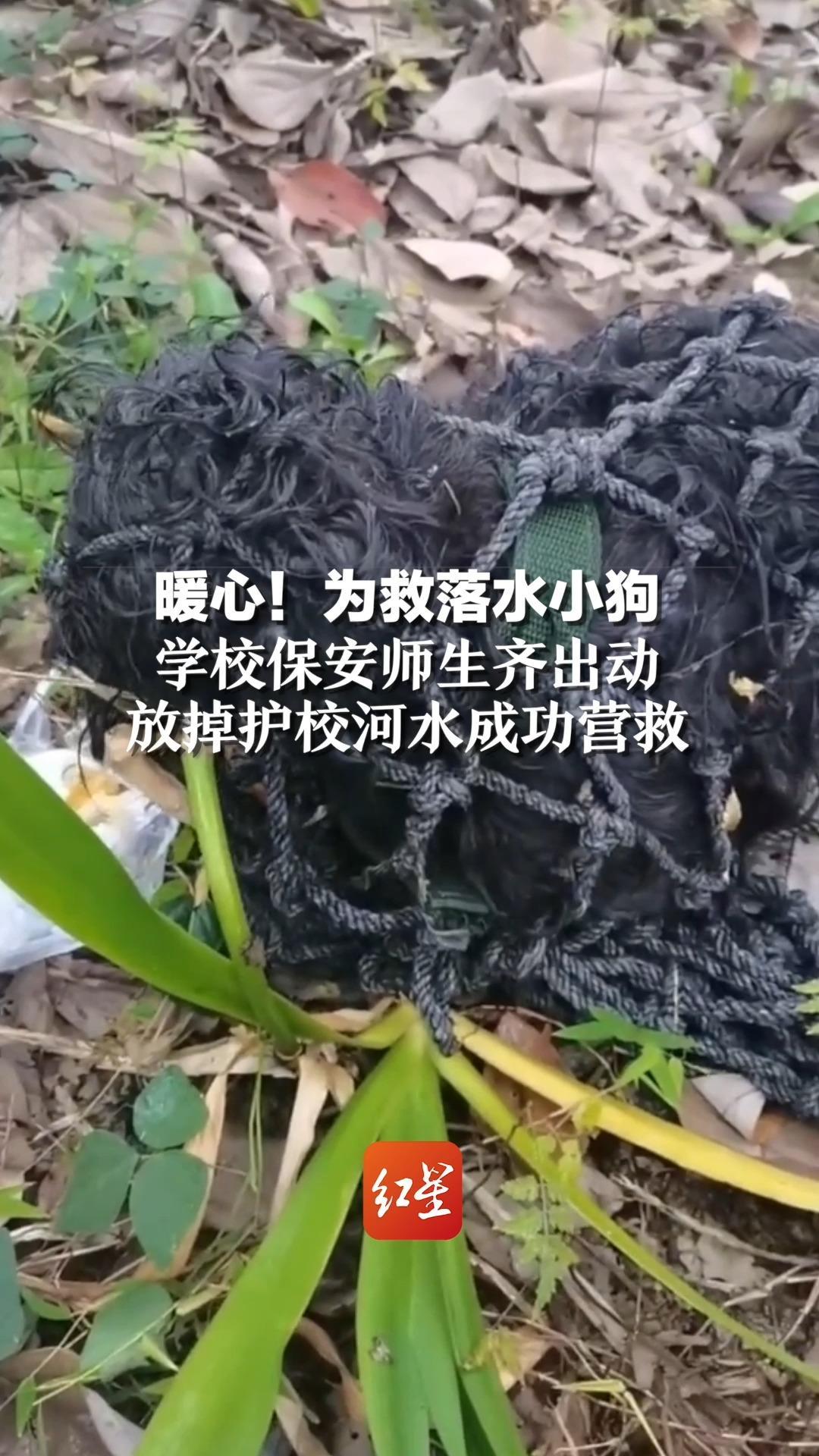 暖心！为救落水小狗学校保安师生齐出动 放掉护校河水成功营救