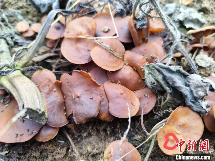 云南2男子误食毒菌致急性肝衰竭医院创新引出毒胆汁成功救治