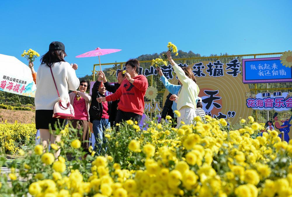 11月17日，在明月山温泉风景名胜区温汤镇彭坊村，游客在菊花田里游玩采摘、拍照打卡。