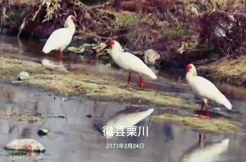 国家一级保护野生动物朱鹮现身甘肃陇南