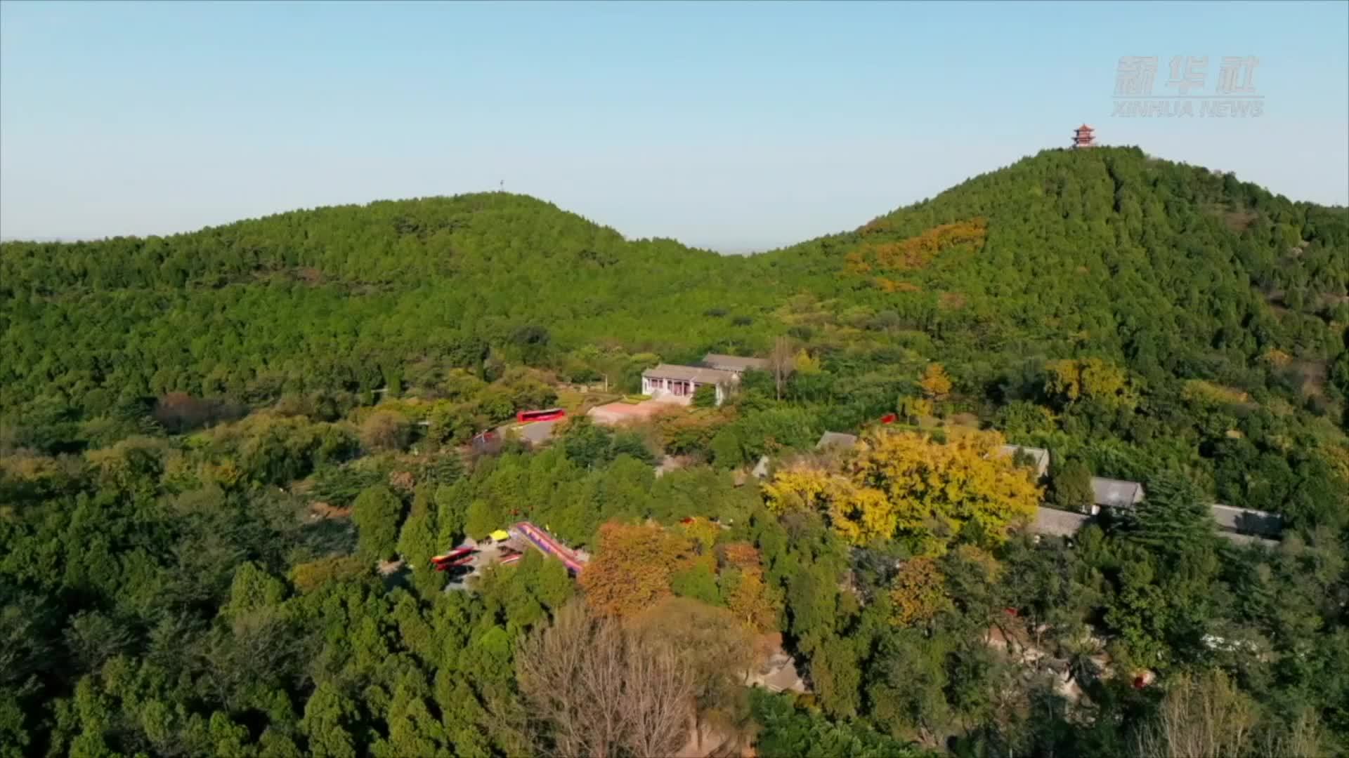 山东莒县：保护古树名木   建立长效机制