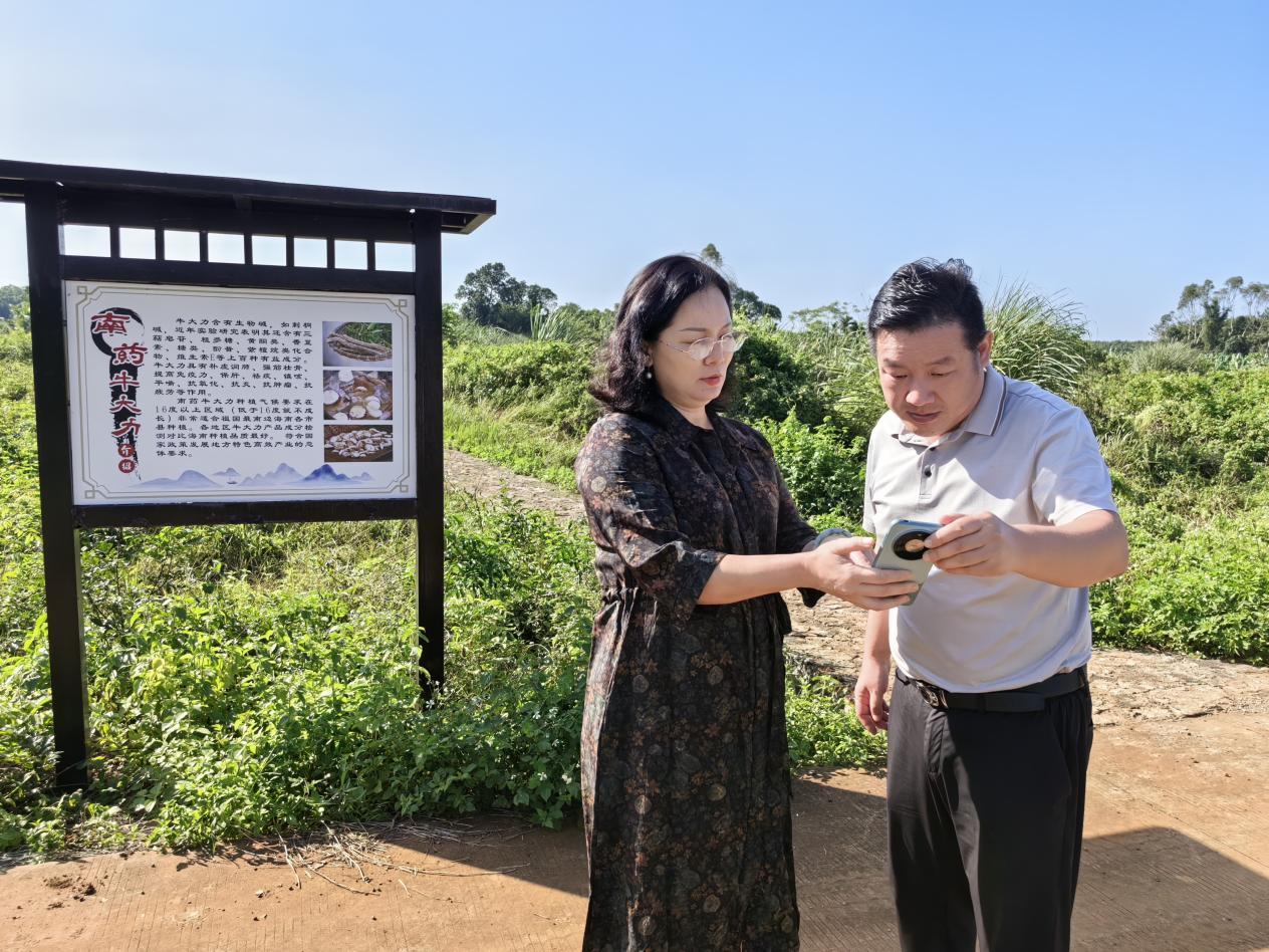 共谋牛大力产业发展新路径 海南石山神岭火山牛大力农业科技有限公司（原洪都商业）与凤凰网海南电商运营中心开展合作交流