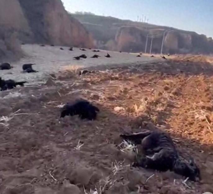 山西榆社一村民称约80只羊中毒死亡！警方发布悬赏通告