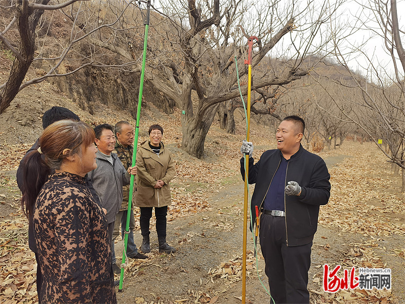 11月15日，宽城农业农村局经济作物站站长商贺利（右）在艾峪口村板栗园指导栗农剪枝技术。河北日报记者 李冬云摄