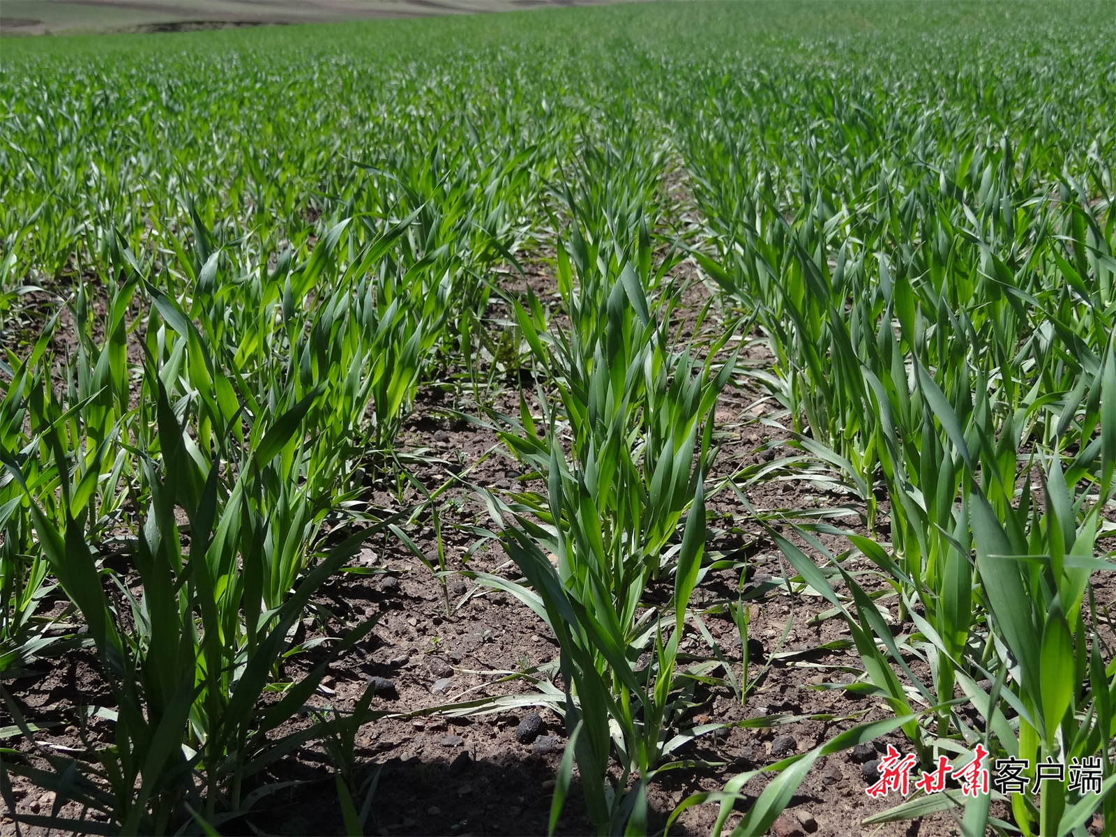 青稞肚里黄苗期绿意盎然