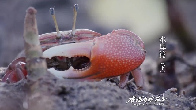 招潮蟹，香港海岸上的“泥滩管理员”，大钳挥舞起来像是在呼唤潮水的到来