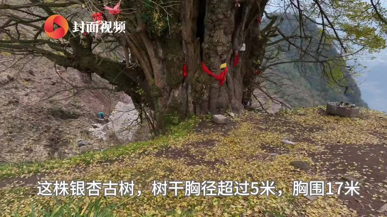 30秒 | 四川叙永2200岁“树王”银杏叶黄了